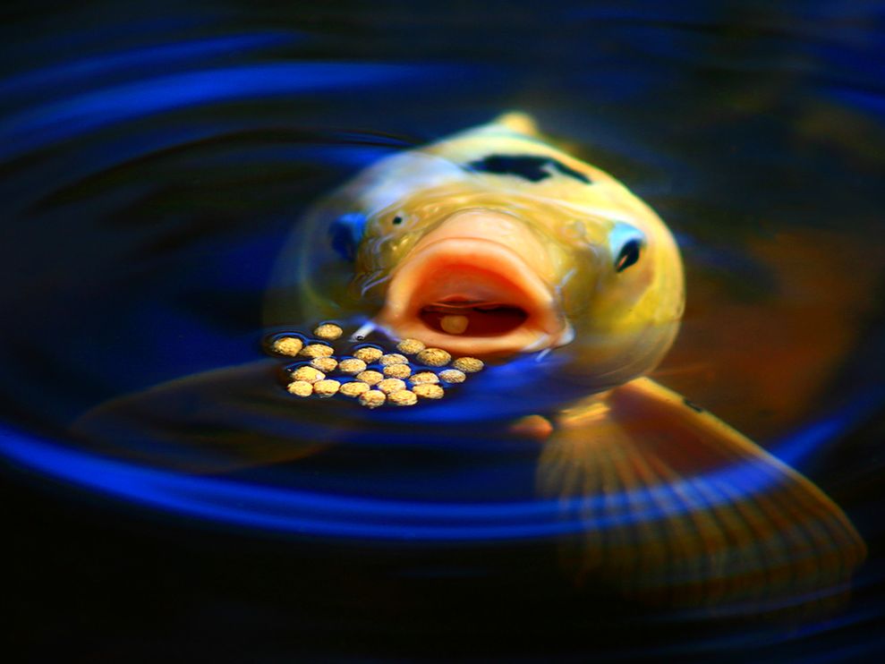 auto fish feeder